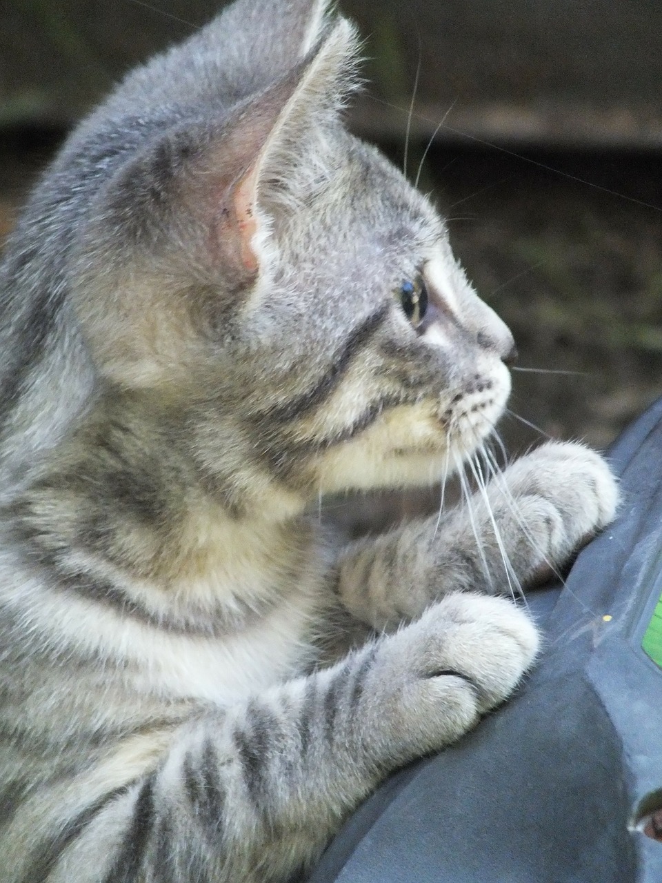 Image - kitten tiger gray kitty cat