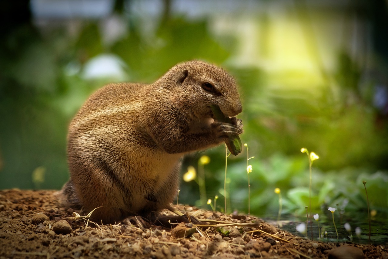 Image - squirrel eating squirrel sweet cute