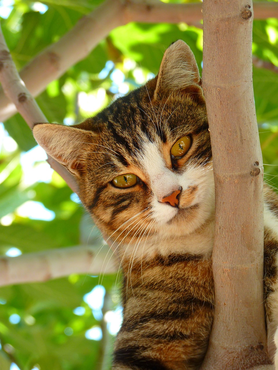 Image - cat sweet climb tree animal dear