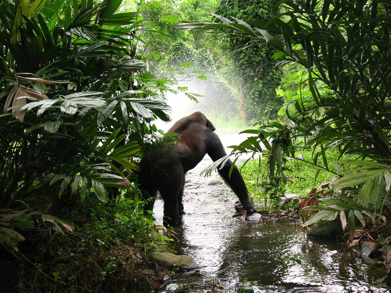 Image - gorilla jungle mist primate africa