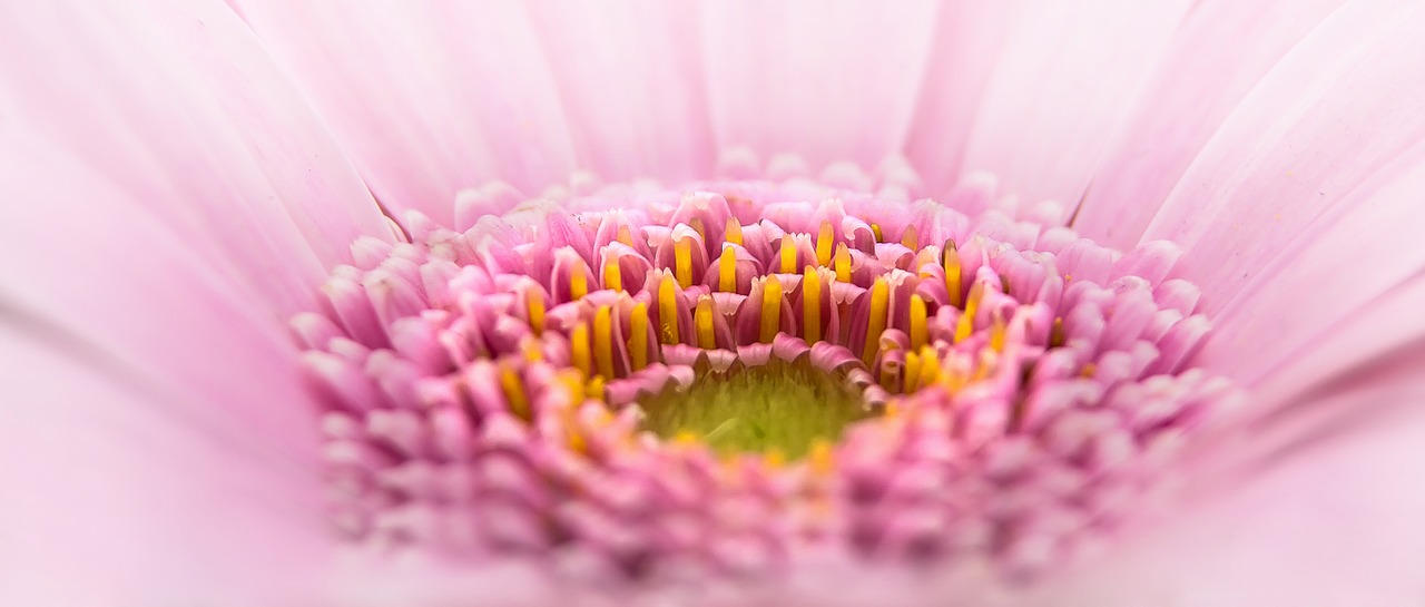 Image - gerbera pano flower pink plant