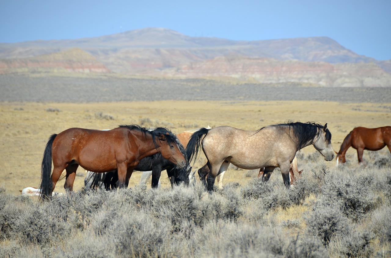 Image - horses wyoming mustangs