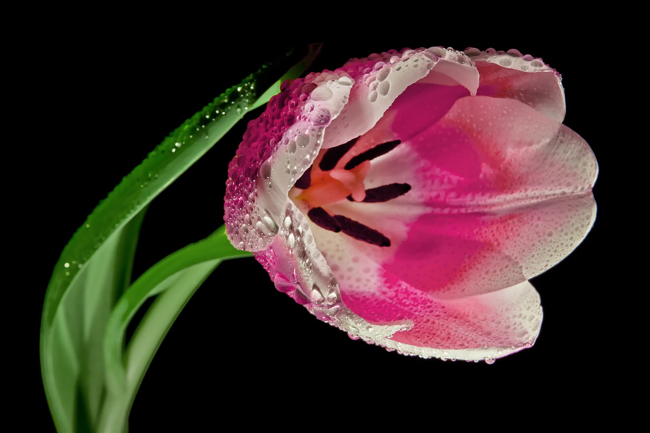 Image - tulip blossom bloom macro spring