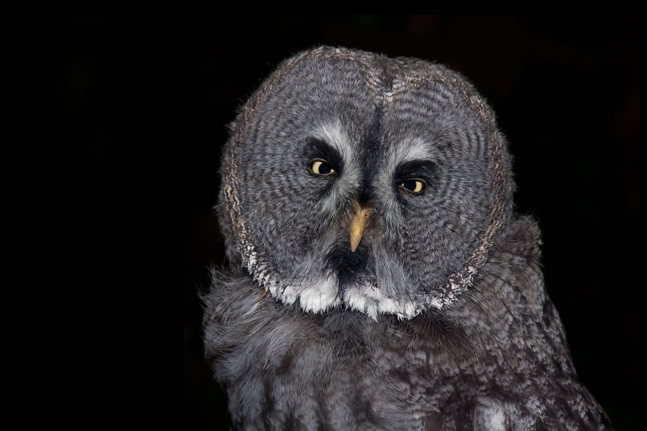 Image - owl bird eagle owl feather animal
