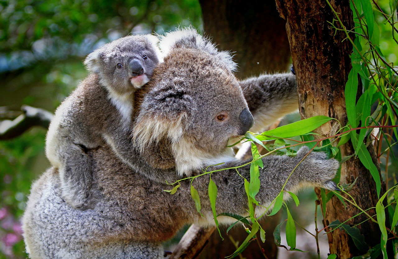 Image - koala animals mammals australian