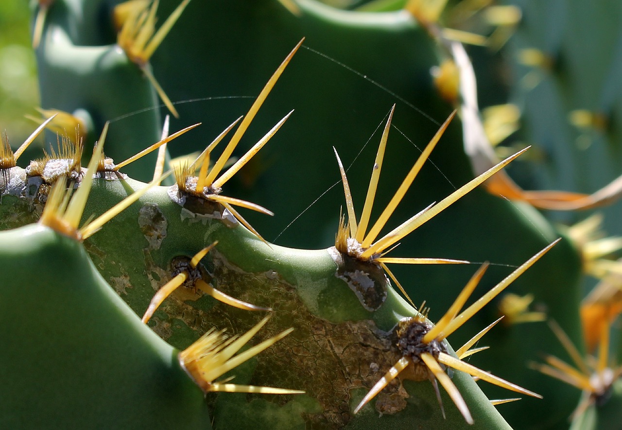 Image - cacti leaf cactus plant thorns