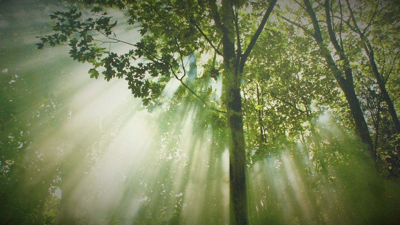 Image - forest trees nature landscape