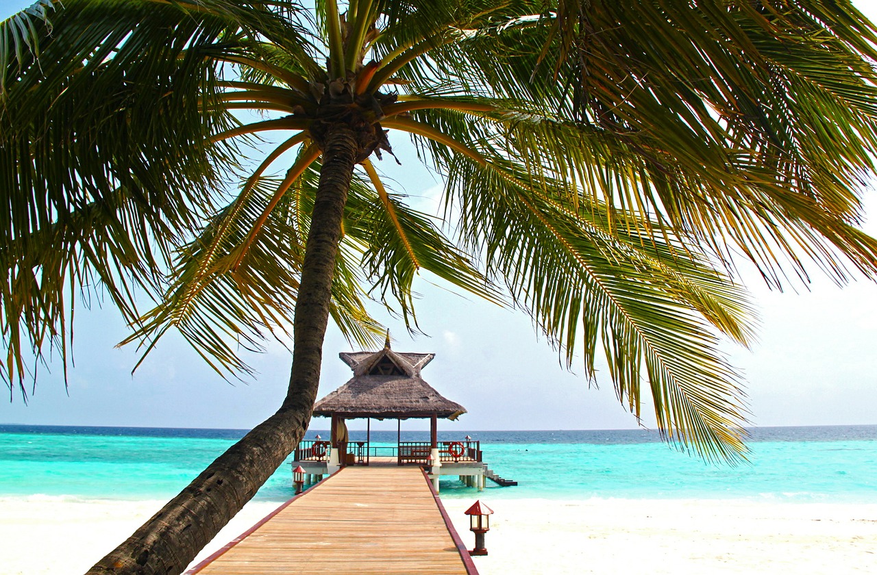 Image - beach coconut tree white sand sea