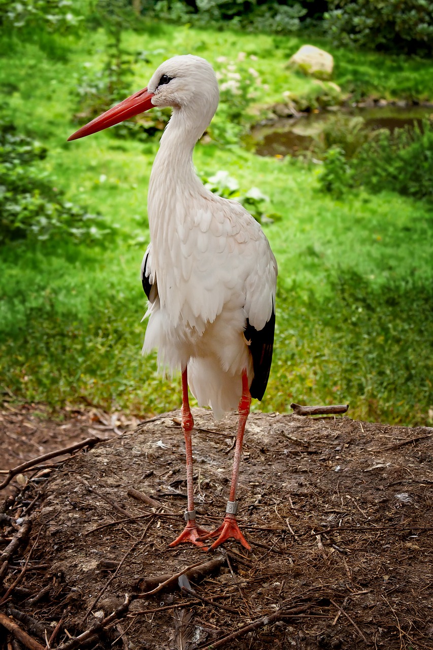 Image - stork feather bird birth