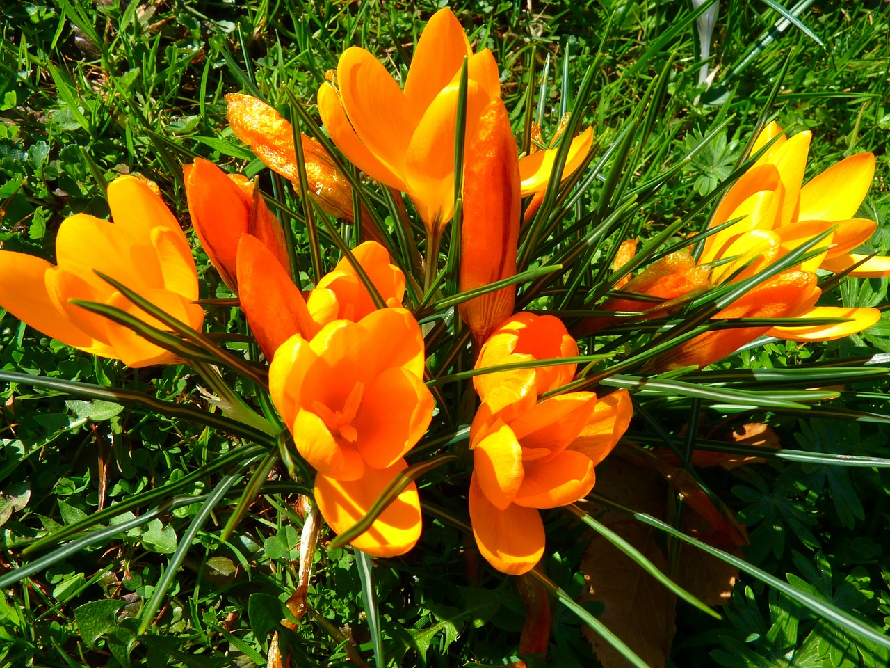 Image - crocus flower spring bühen yellow