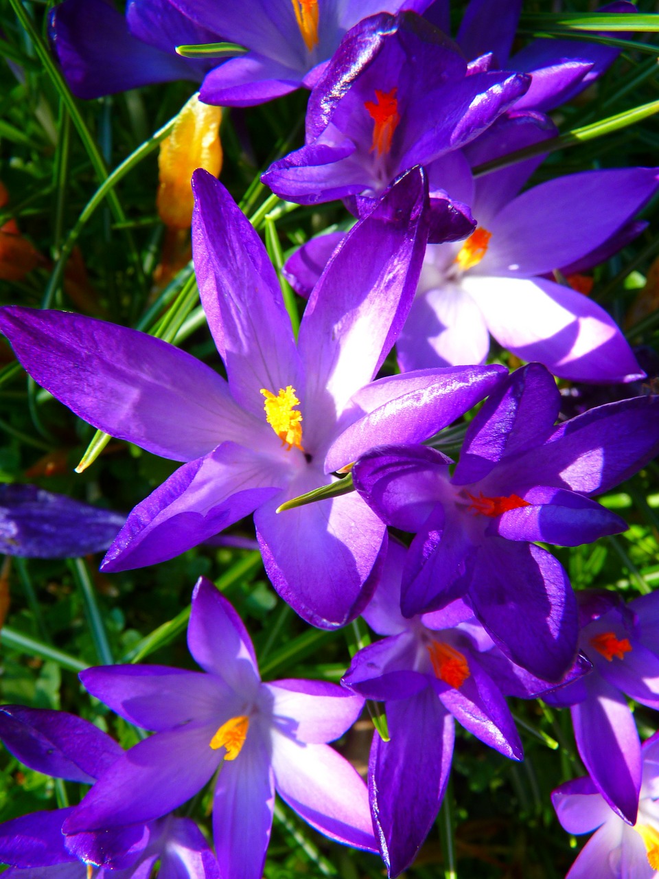 Image - crocus flower spring bühen purple