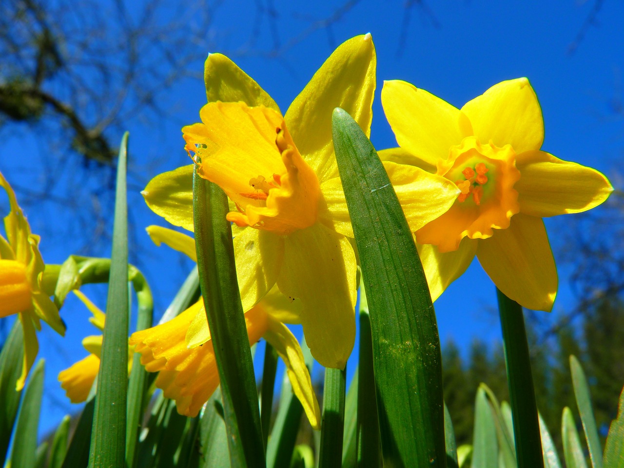 Image - narcissus daffodil flower spring