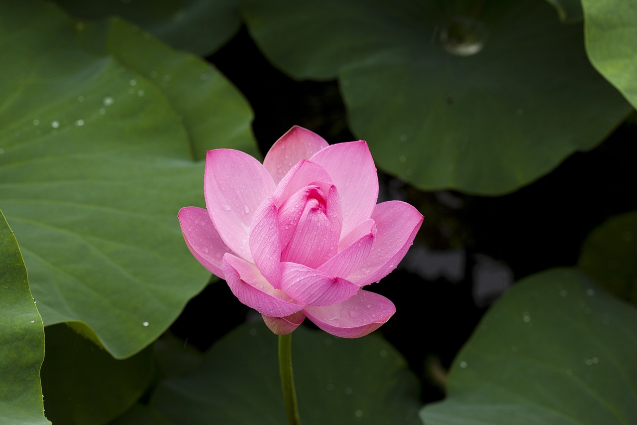 Image - lotus nature plants flowers pink