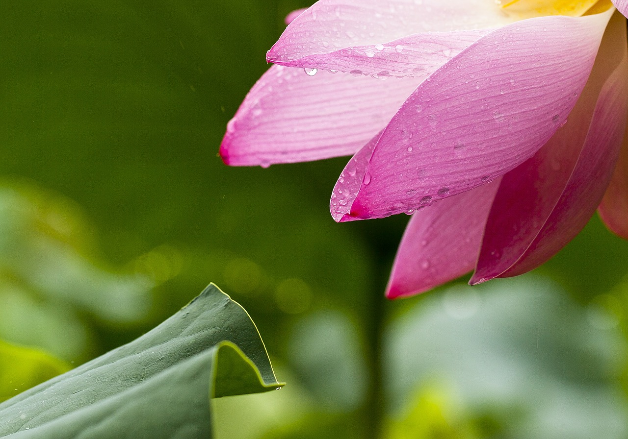 Image - lotus flowers nature lotus leaf