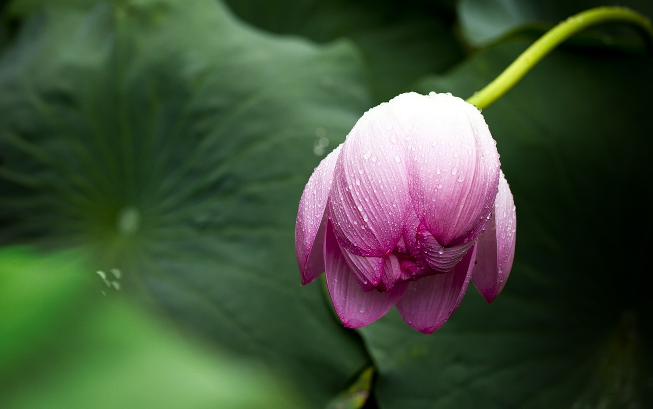 Image - lotus lotus leaf nature flowers