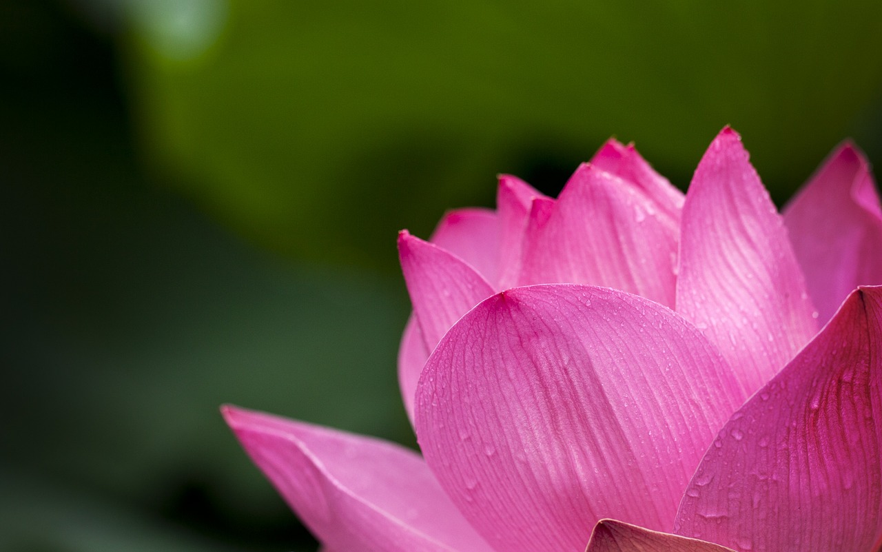 Image - lotus pink nature flowers