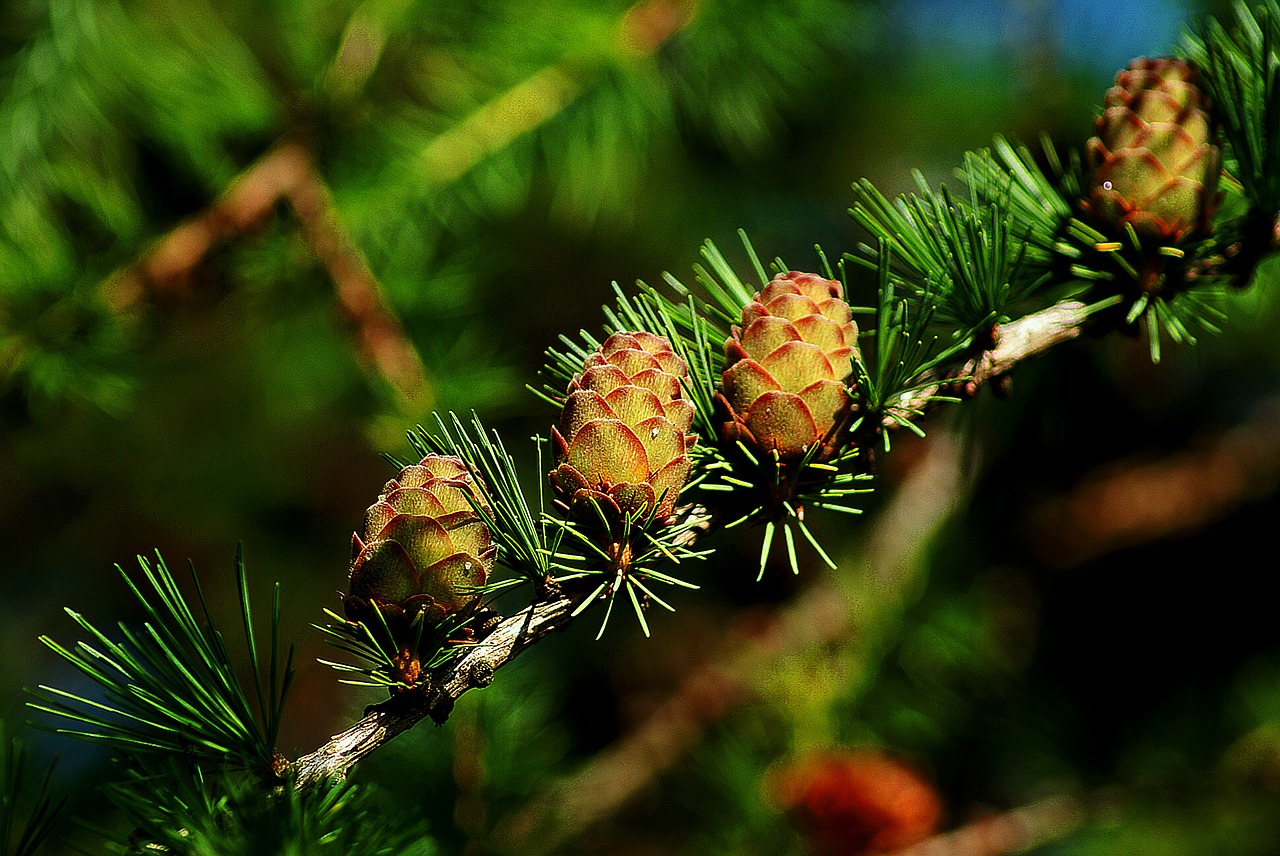 Image - cones larch tree iglak larch cones