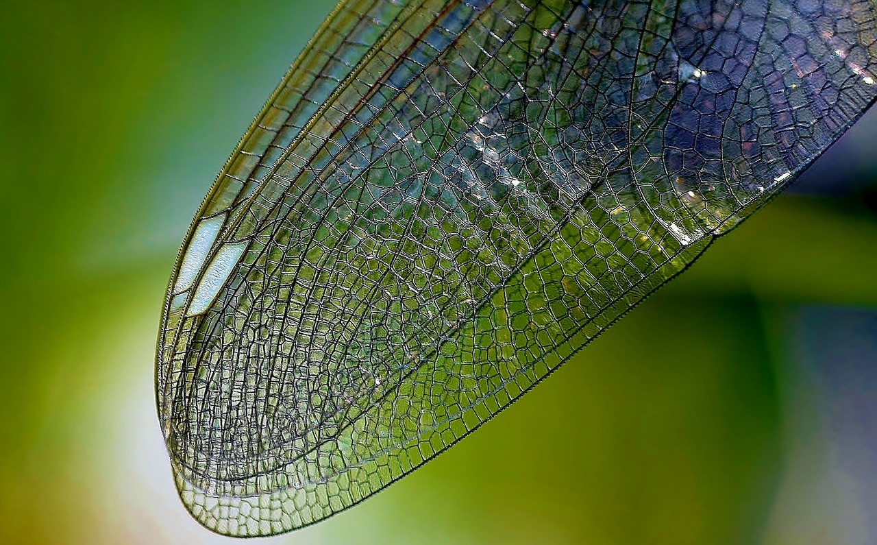 Image - dragonfly wing nature close insect