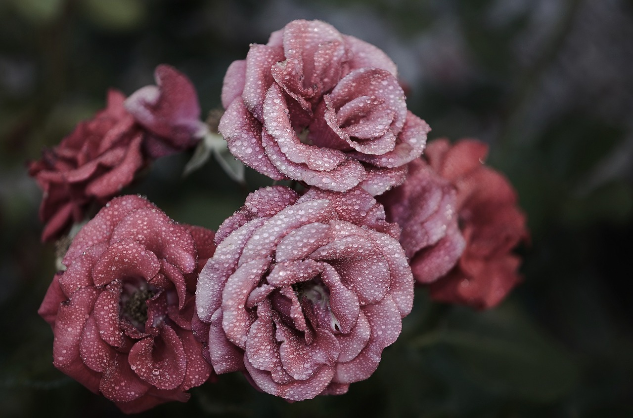 Image - rose flower pink floral nature