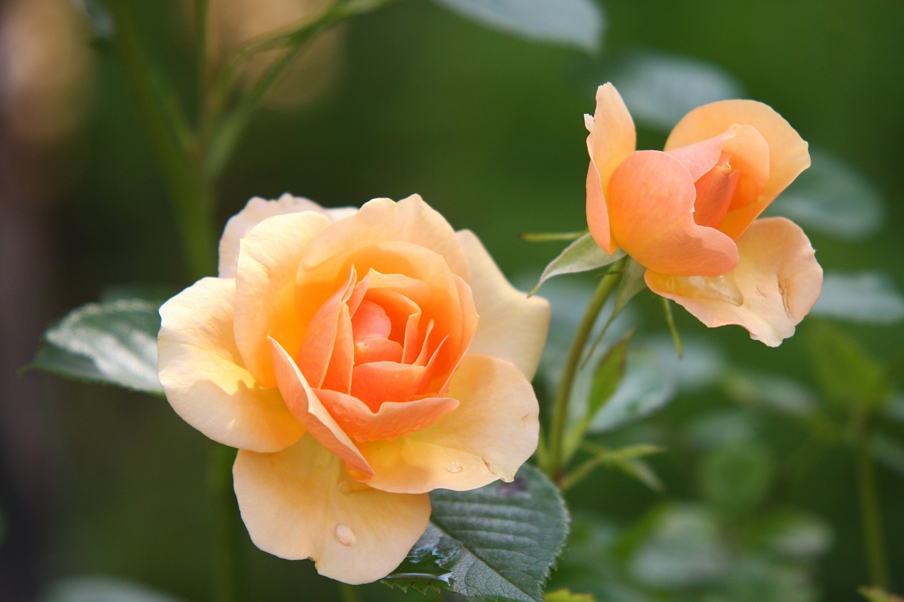 Image - rose flower blossom bloom