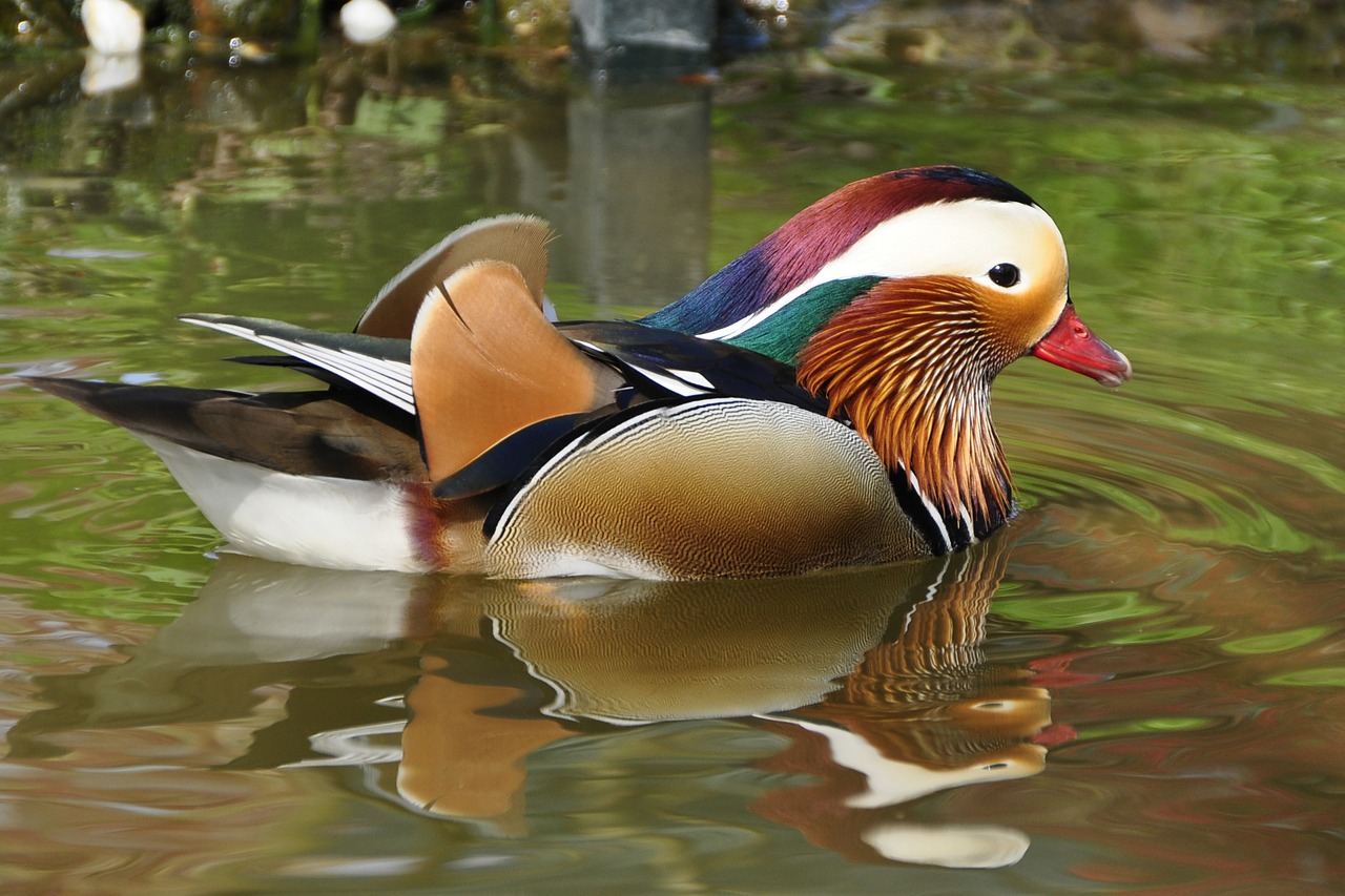 Image - duck mandarin ducks aix galericulata