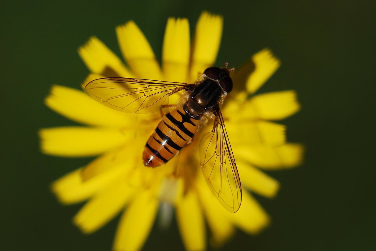 Image - hover fly insect close animal