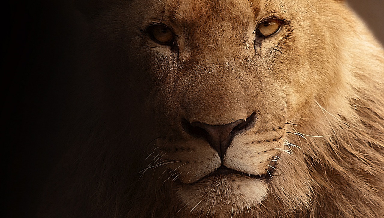 Image - lion portrait animal portrait face