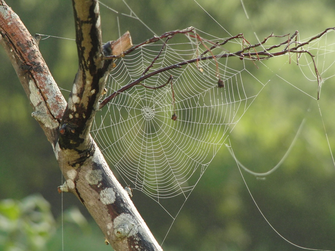 Image - spider web tree branches pattern