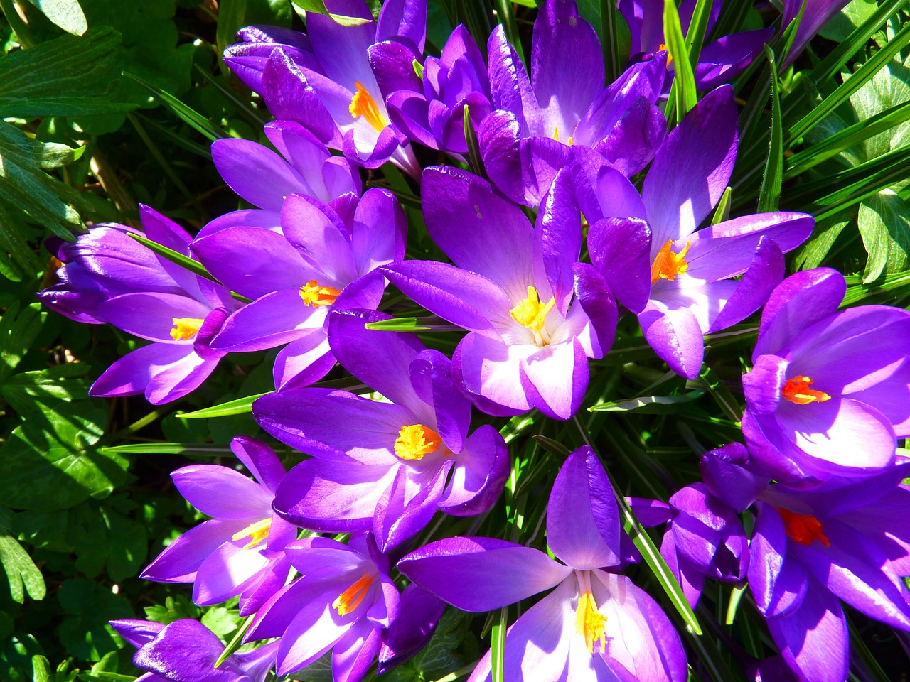 Image - crocus flower spring purple