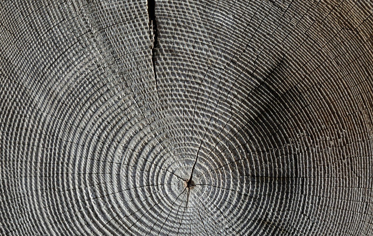 Image - wood annual rings grain structure