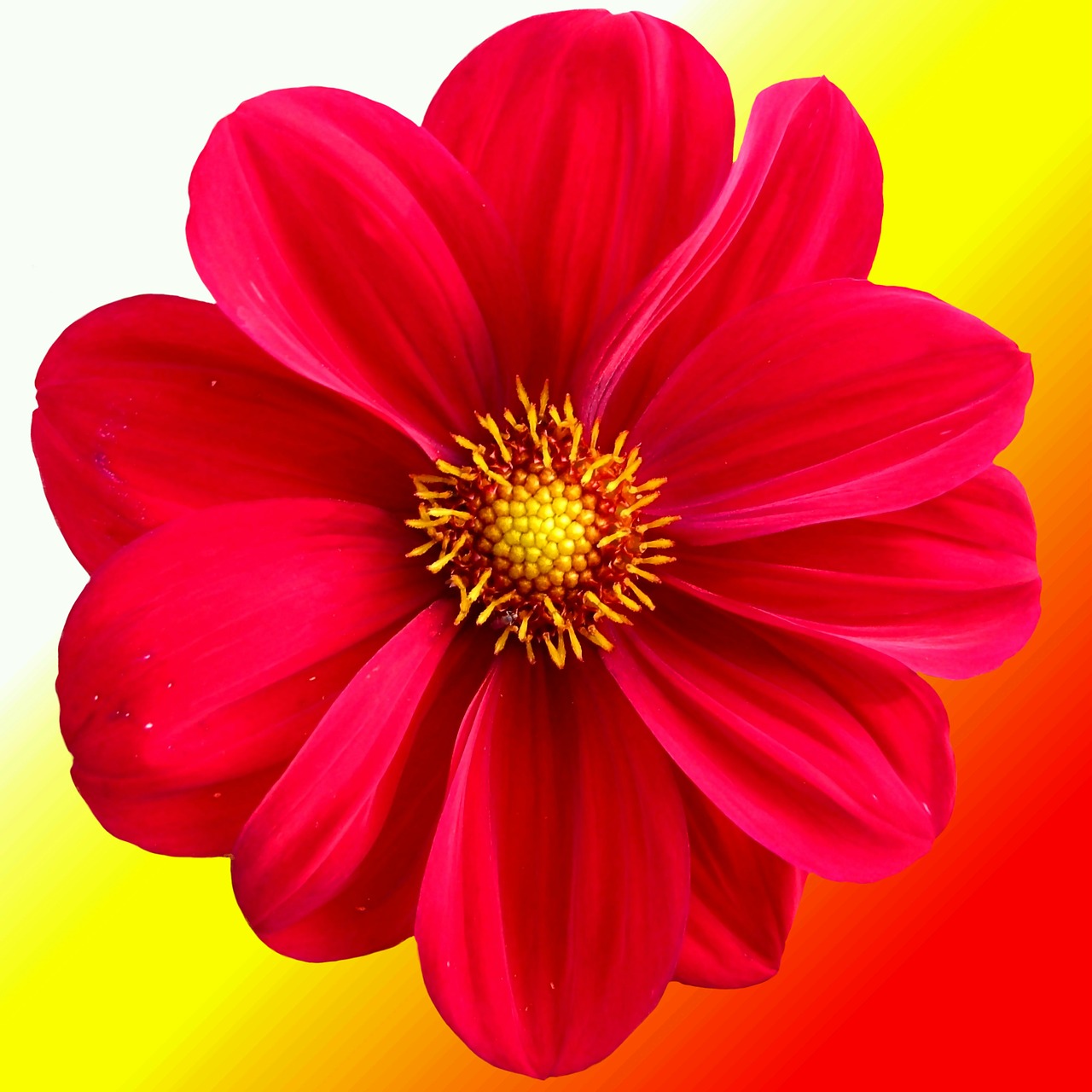 Image - dahlia orange red autumn garden