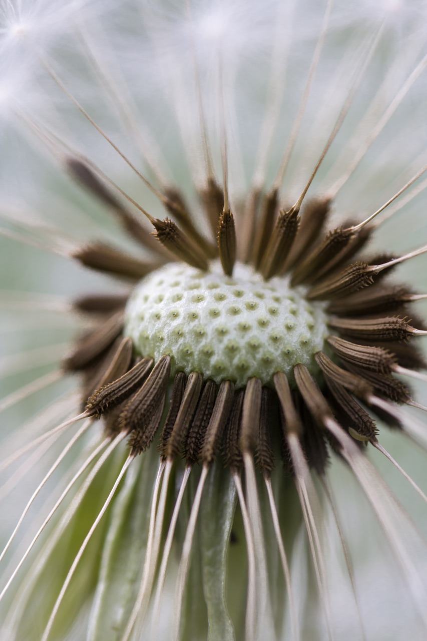 Image - dandelion macro nature close