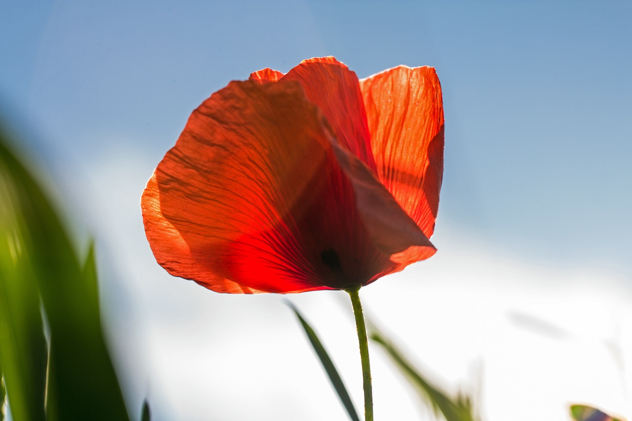 Image - poppy red blossom bloom red poppy