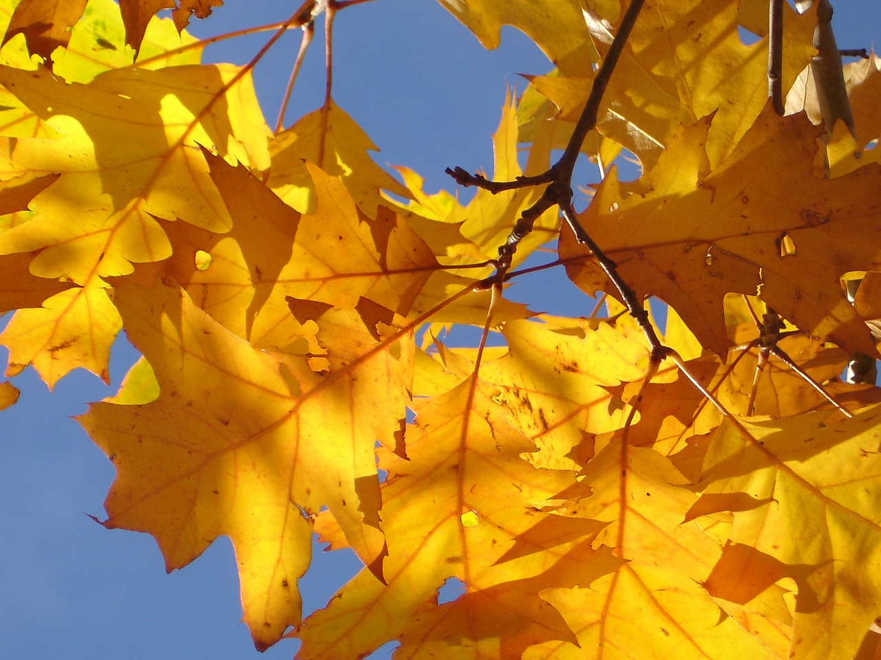 Image - red oak oak leaves autumn leaves