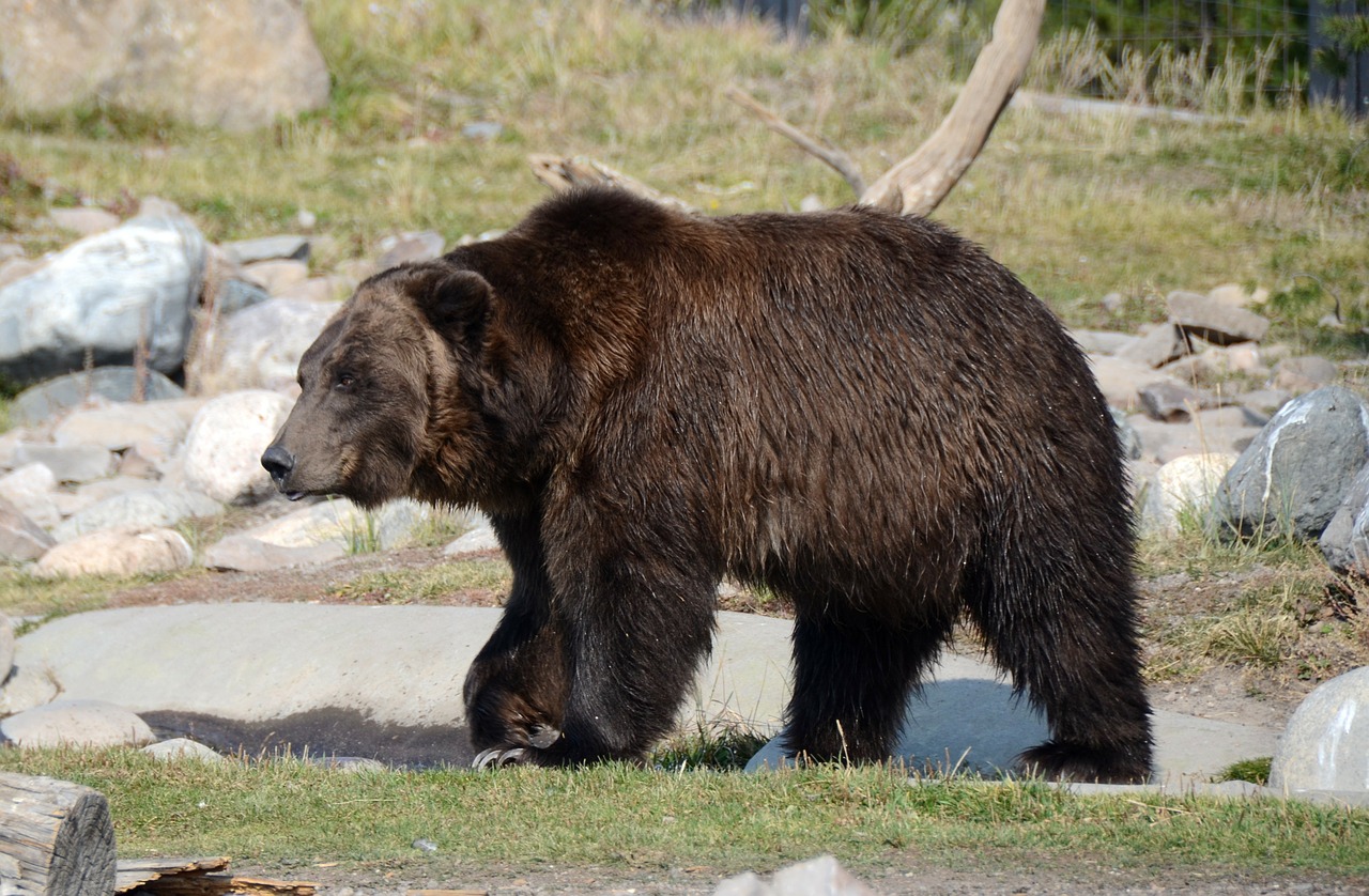 Image - bear grizzly grizzly bear mammal