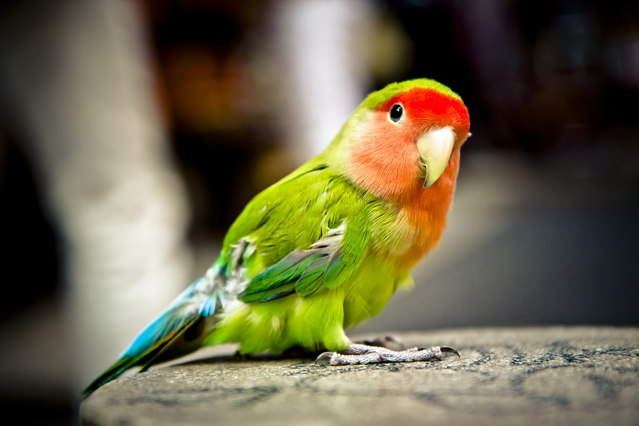 Image - parrot bird colorful green red