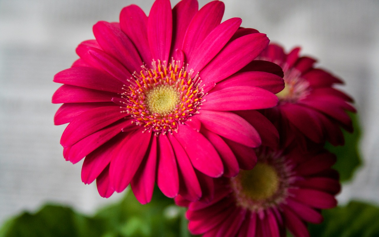 Image - flower summer garden nature