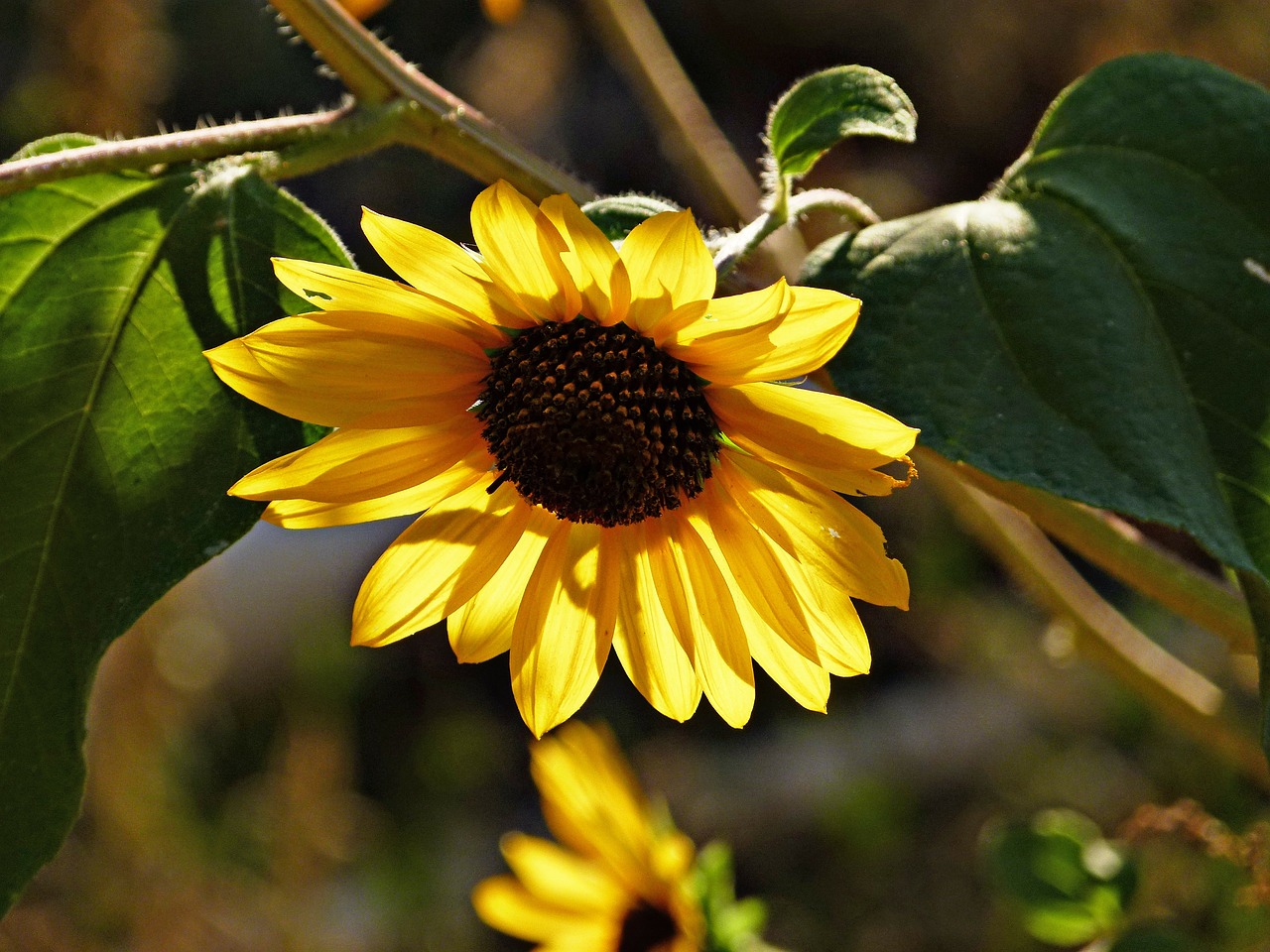 Image - sunflower flower plant desert