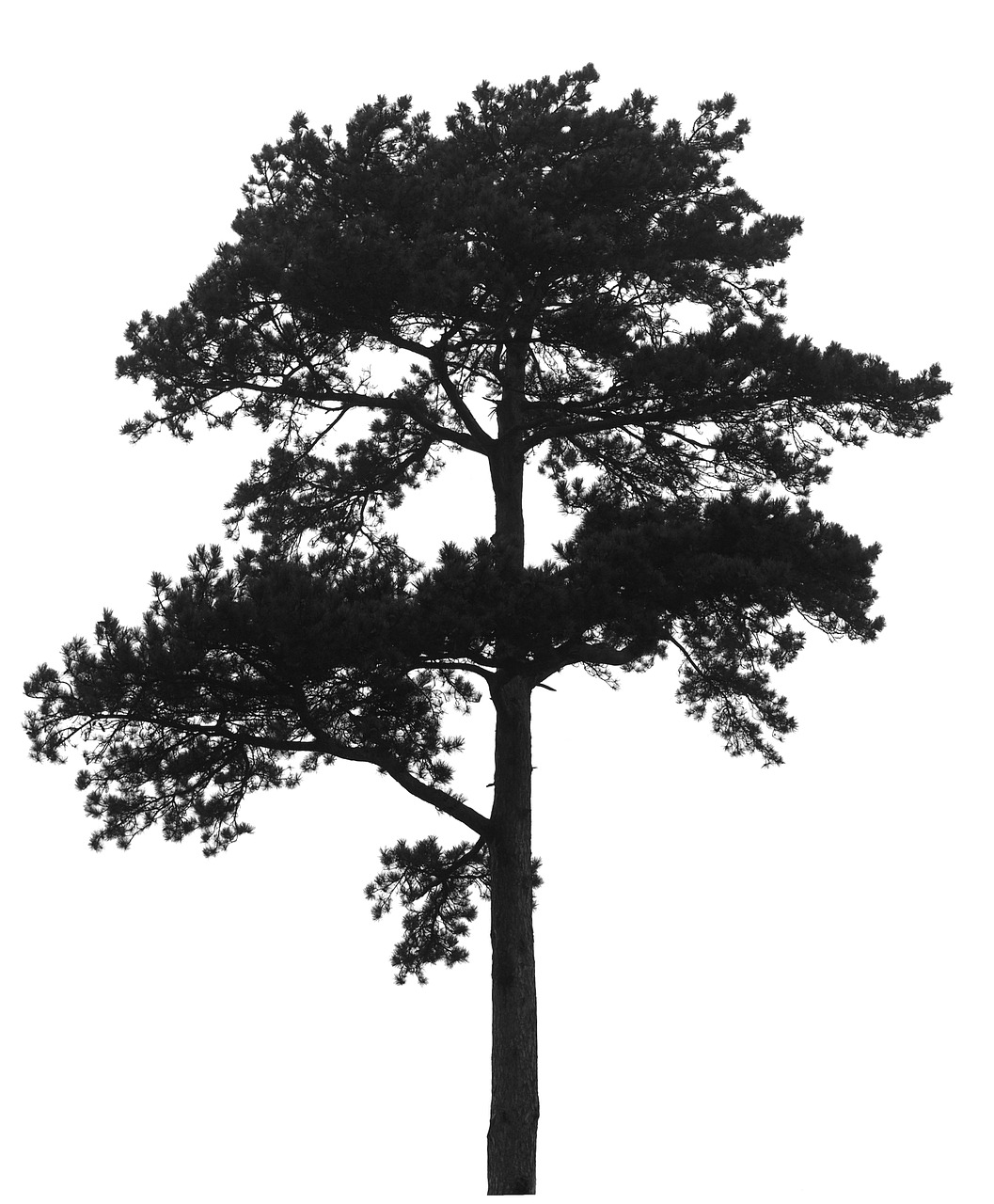 Image - pine tree silhouette