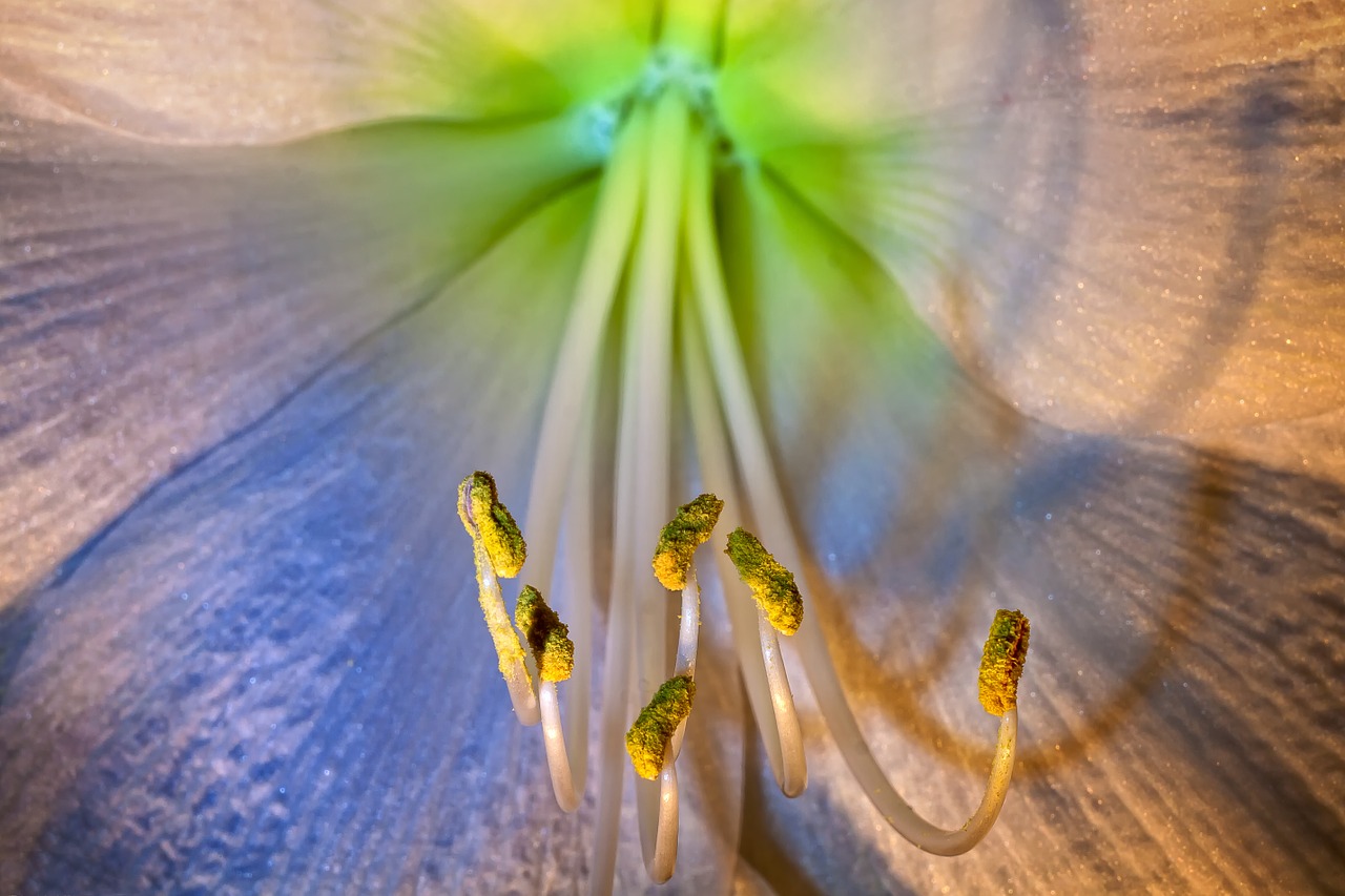 Image - amaryllis macro blossom bloom