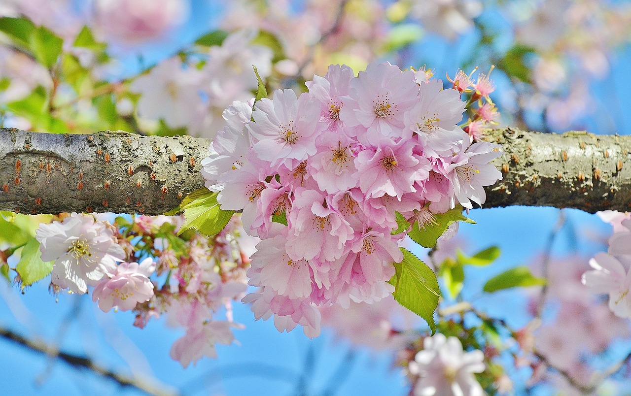 Image - cherry nature tree spring pink