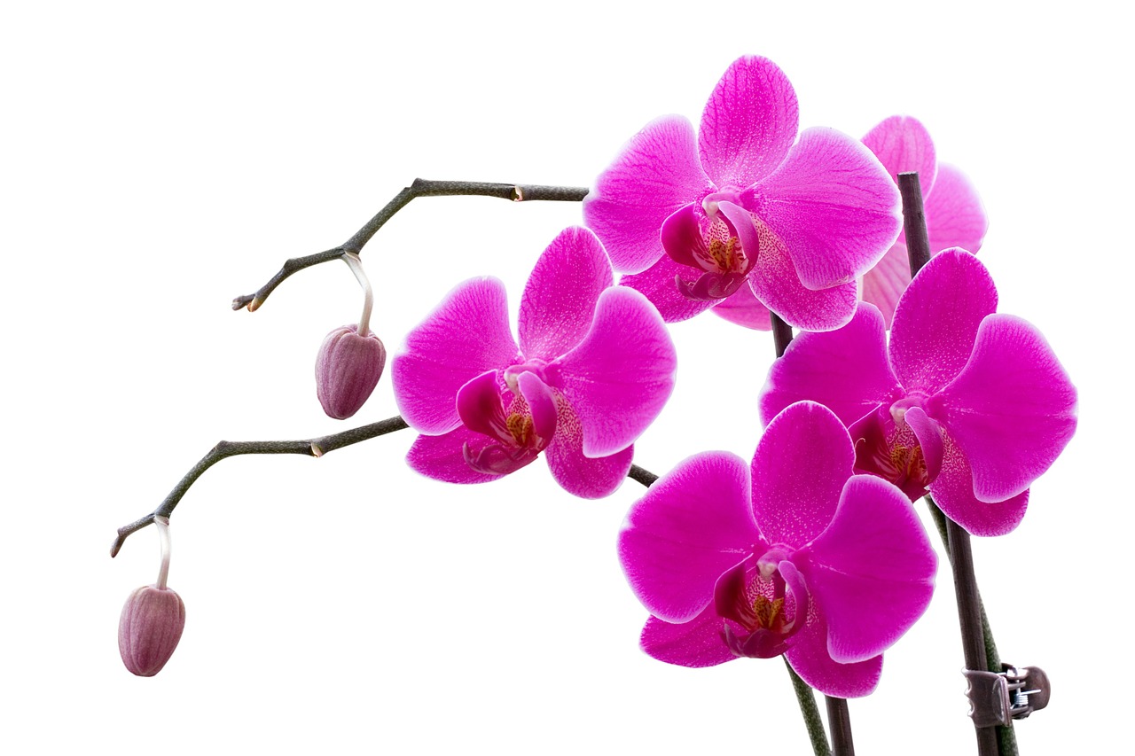 Image - orchid sprig flower pink