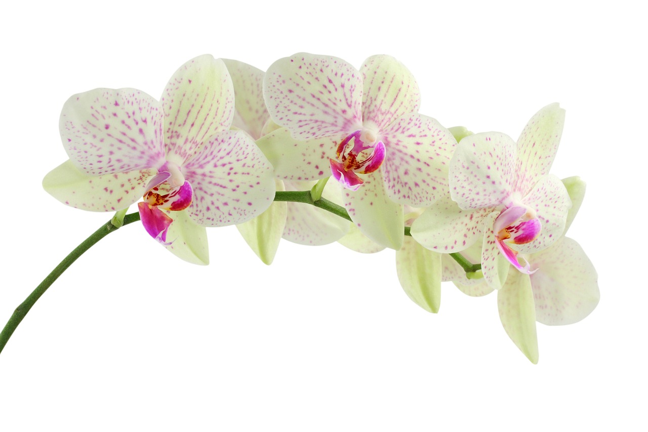 Image - orchid white flowers