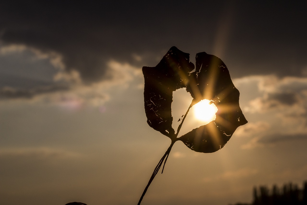 Image - sun heart autumn leaf beautiful