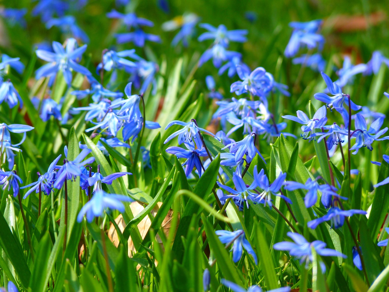 Image - blue star scilla blossom bloom