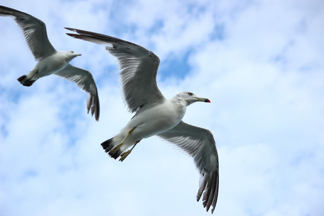 Image - seagull new sea sky flight wing