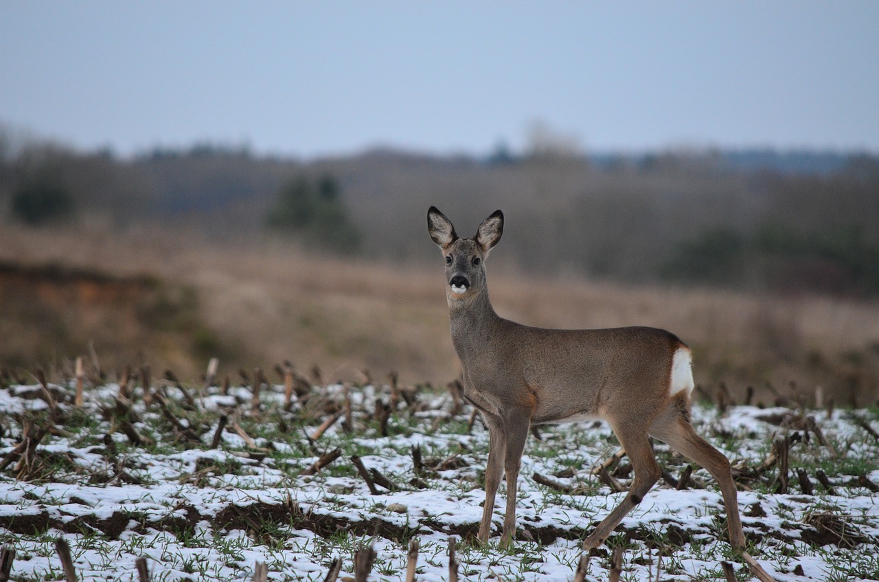 Image - roe deer fallow deer wild