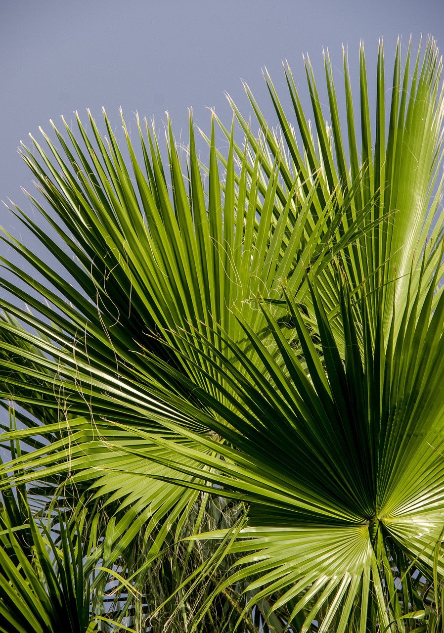 Image - fronds palm leaf green foliage