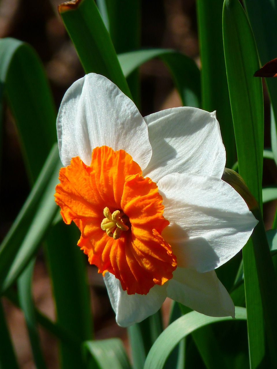 Image - narcissus white flower plant