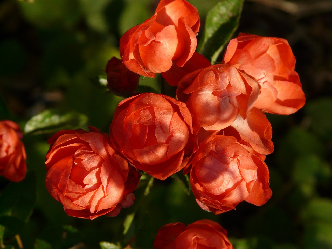 Image - rose bud rose flower rose rosebush